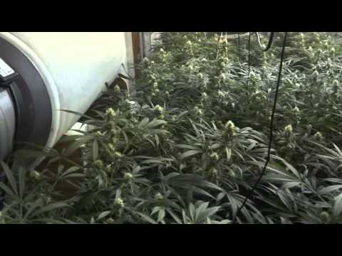 Site M - Green Crack Cannabis Grow - Day 28 of Flower