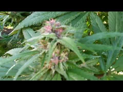Day 130 update OMMP Outdoor Grow....FTG....9/26/13