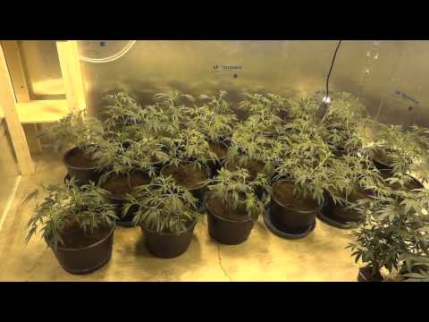 Room B - Green Crack Cannabis Grow - Part 2
