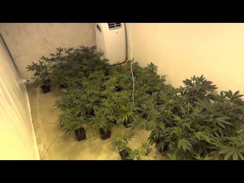 Room B - Green Crack Cannabis Grow - Part 1