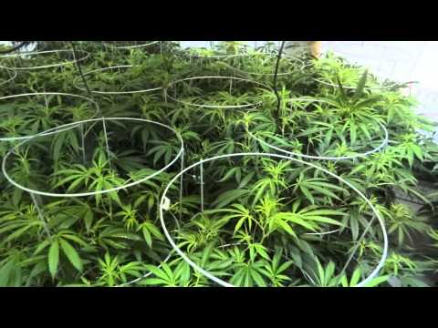 Site M - Green Crack Cannabis Grow - Day 8 of Flower