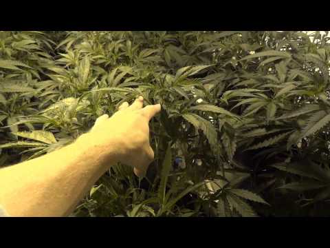 Site M - Green Crack Cannabis Grow - Part 2