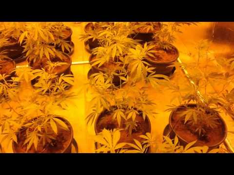 Room A - Super Diesel Haze Cannabis Grow - Part 2