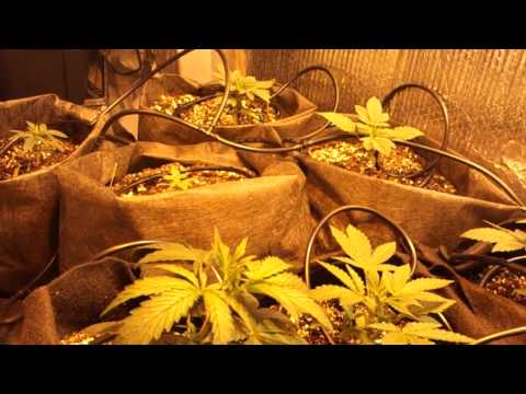 Marijuana Veg Room Grow Hydroponic Drip System