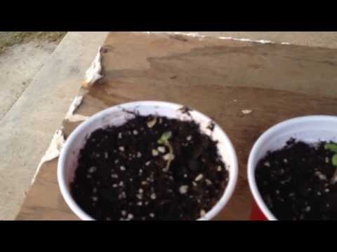 Backyard Marijuana Grow 11.17.13