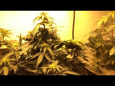 Growing AutoFlowering Cannabis - Day 38