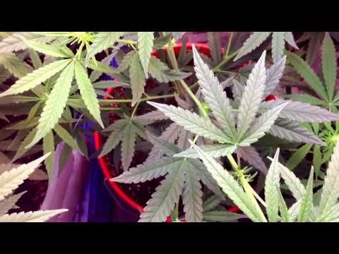 How to make a grow box for your Marijuana plant.