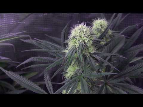 Blackdog LED Platinum XL-U 750W LED Cannabis Grow - Day 28 Flower