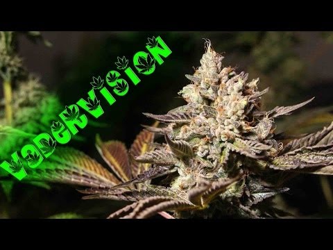 VaderVision - How to plant Cannabis Seeds