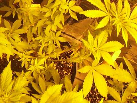 Legal Canadian Medical Marijuana Grow. Early Flower.