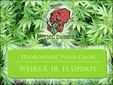 Growing Weed with a Hydro System - Weeks 8-11, Flowering and Trimming