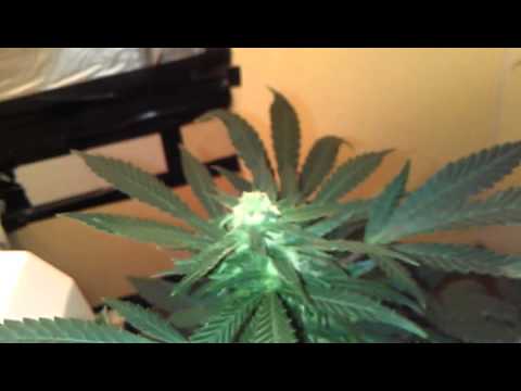 Flowering medical marijuana week 5