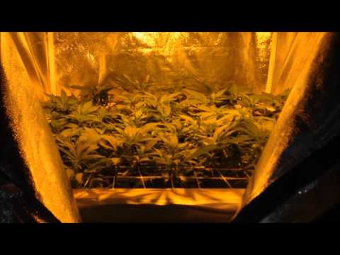 Grow Room Update - 11/27/13 - Grafting Update