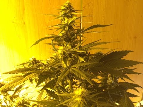Indoor AutoFlower Marijuana Grow - Day 46  /   Day 4