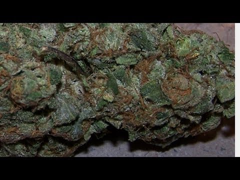 Blue Dynamite -THE MEDICAL CANNABIS REVIEW