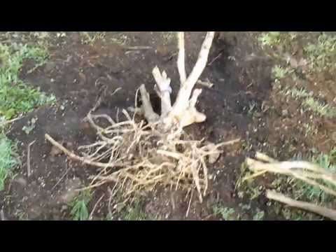 Roots & Stems, Update Outdoor OMMP 11/30/13