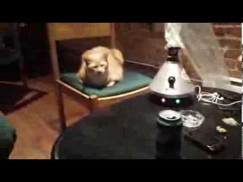 Vapour Lounge Cat Vancouver BC