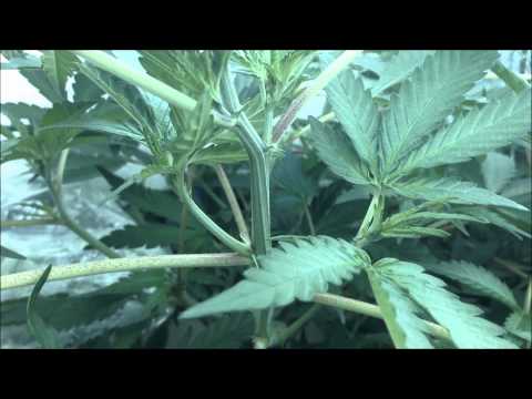 How To: Graft Marijuana - Multiple Strains on a Single Cannabis Plant