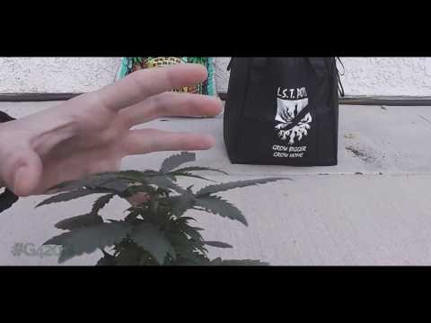 Transplanting a Root Bound Cannabis Plant