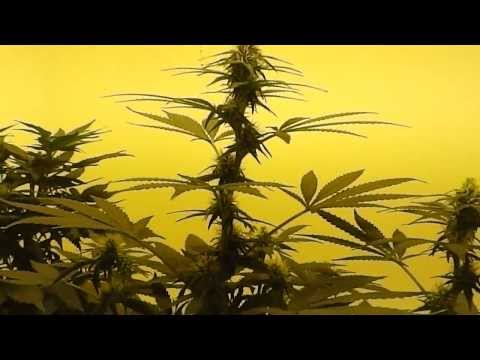 600w HPS Flower day #24 Stawberry cough & Day #5 Mystery strain