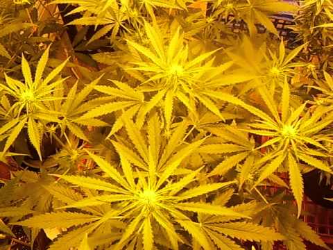 Legal Canadian Medical Marijuana Grow. Mid Flower
