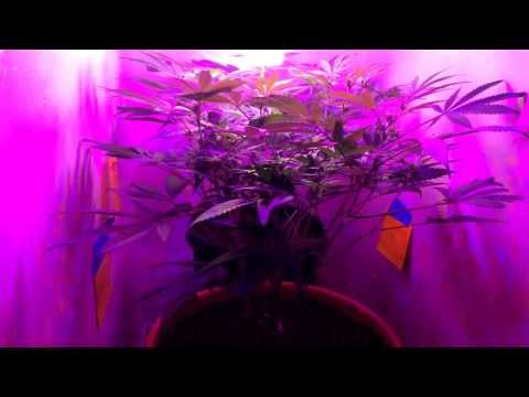 Medical Grow Project E2. Beginning of wk3 flowering