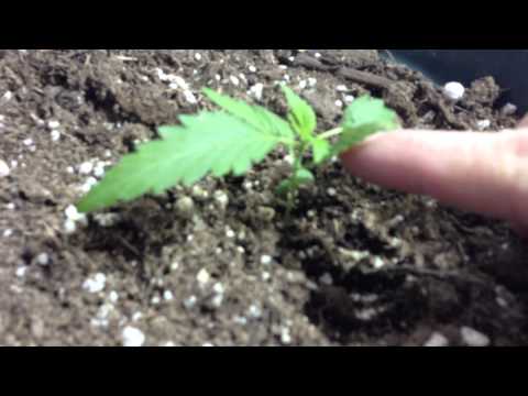 Dr. Greenthumb,  #3 Freedom 35 going into early vegetative growth