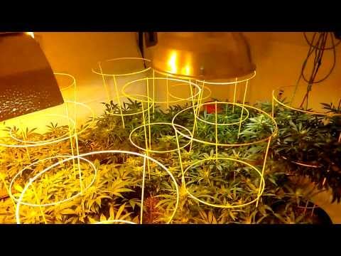 Flower Room A Introduction / Dehumidifier Fix