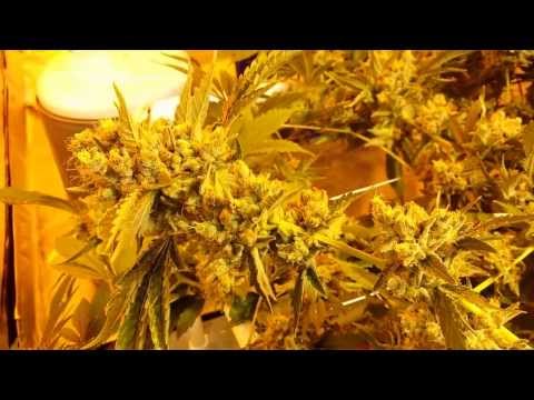 Final video for Ultra sour coco grow, Buds everywhere =P 大麻
