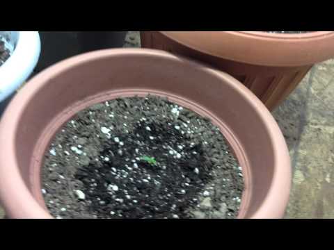 Dr. Greenthumb Freedom 35 Video #2, more seedling growth coming along