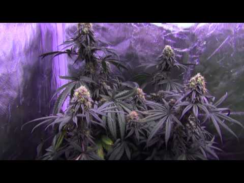 Blackdog LED Platinum XL-U 750W LED Cannabis Grow - TGA / Rare Dankness - Day 47 Flower