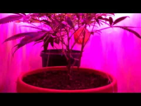 Medical Grow Project E1 - 180w LED x2 + 100w CFL. Week 2 flowering