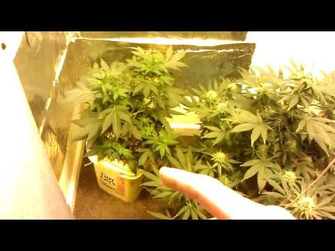 600w Hps Strawberry cough Day #33 & Mystery Day #14