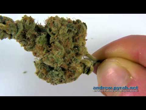 The Tangie - DNA Genetics & The Bushdocter - 3rd Place Winner 2013 Cannabis Cup Amsterdam