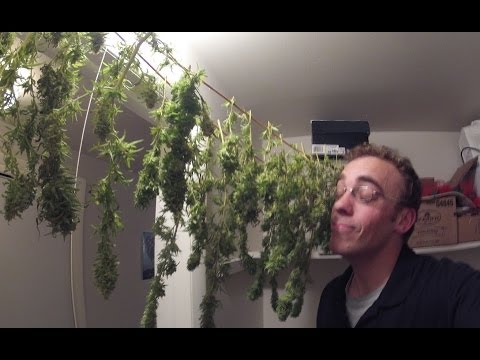 Harvesting my Homegrown Cannabis!