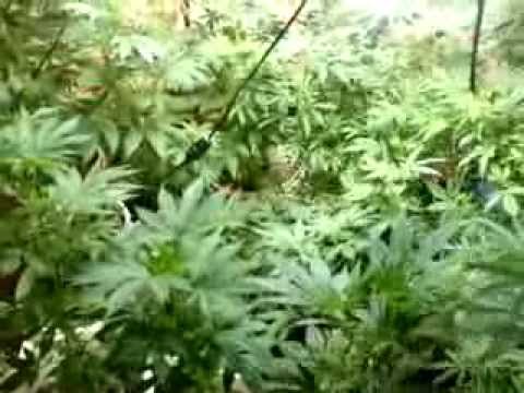 Week 7 Veg Organic Medical Marijuana Grow pt5