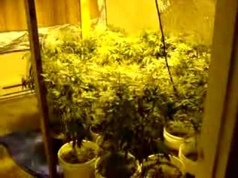 Flower week 1 day 1 Organic Medical Marijuana Grow pt6