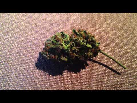 Dr. Greenthumb, Freedom 35 smoke and harvest report