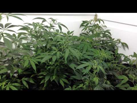 Lollypopping your plants to get maximum airflow and bigger buds on your cannabis plants