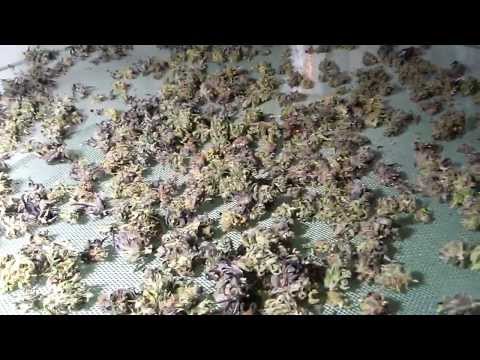 My trimming and drying tent... How to dry cannabis