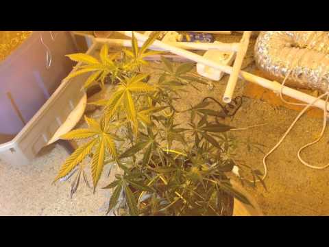 How to Grow Huge Autoflowering marijuana plants - Part 1 of 2