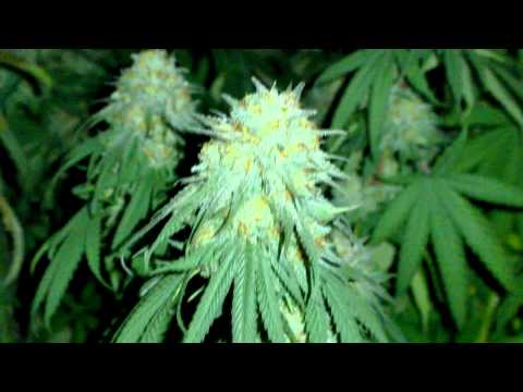 Blackdog LED Platinum XL-U 750W LED Cannabis Grow - TGA / Rare Dankness - Day 61F Night shots