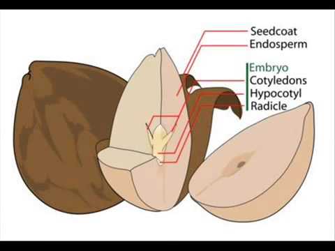 The Seed Germination Process