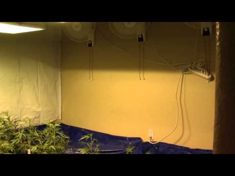 V01 - 2,400w Veg Room Rocking