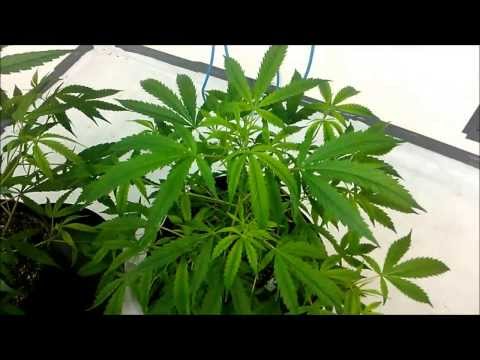21 Plus Rated R Medical Cannabis 14