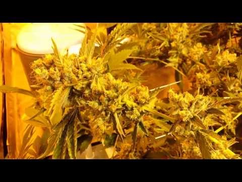 Final video for Ultra sour  (Coco grow 5 of 5),  Buds everywhere =P 大麻