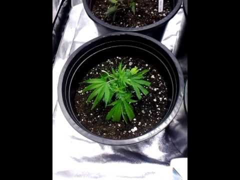 600w 3x3 cannabis grow tent