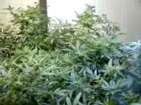 Week 2 Flower Organic Medical Marijuana Grow pt7