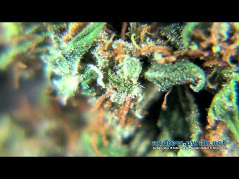 DOLPHIN'S DIESEL - THE DOLPHIN'S COFFEESHOP - AMSTERDAM CANNABIS CUP 2013 ENTRIES