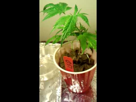 Yeti & Lsd saplings. Medical Marijuana OMMP grower